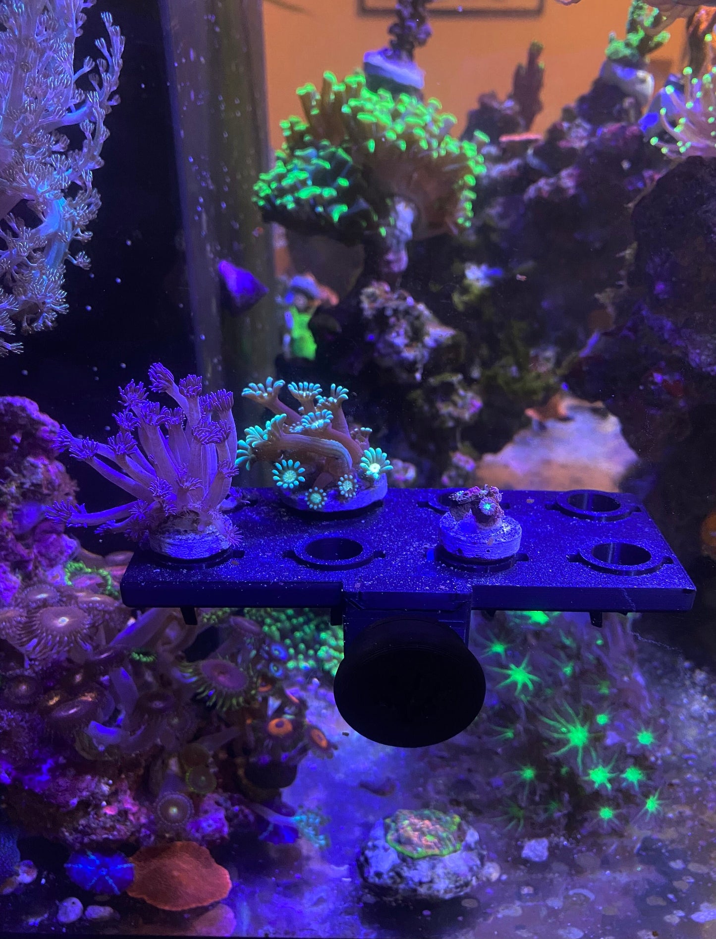 korallenablegerdeck-8-fach-magnetisch-frag-rack-reefdeck