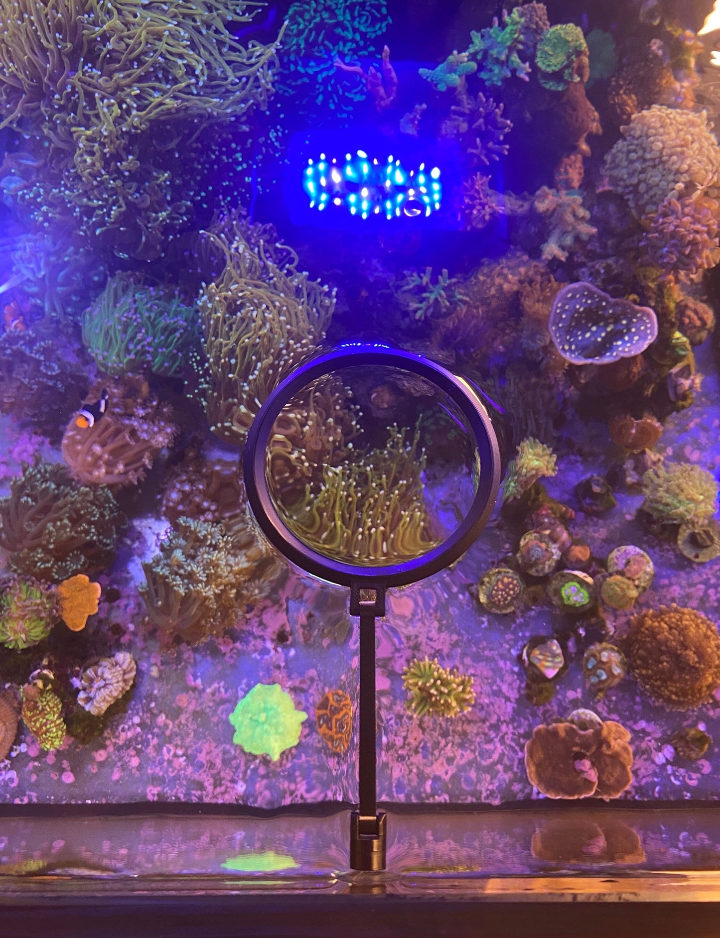 futterring-schwimmend-fur-salz-und-susswasseraquarien