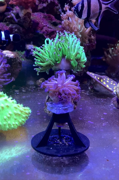 Ableger-Stand für Frag Plugs Holder Corals