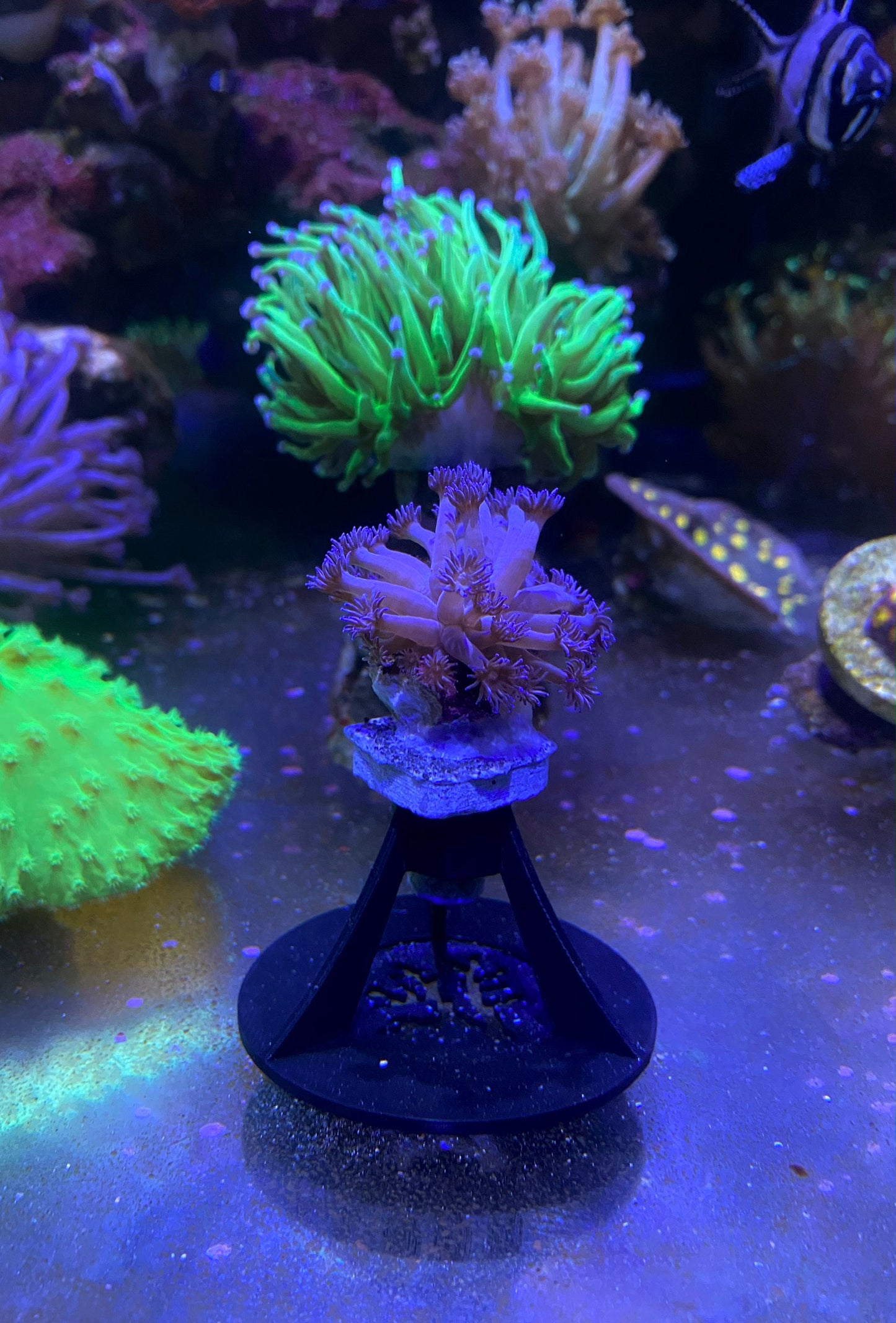Ableger-Stand für Frag Plugs Holder Corals